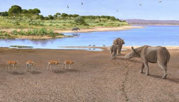 Md early oligocene 80x60   faune 300dpi cor v2