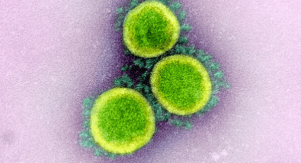 Lg coronavirus