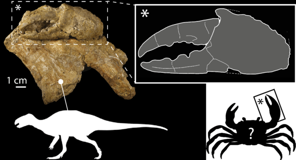 Lg dinocarcinusvelauciensis fossille  ninonrobin2019
