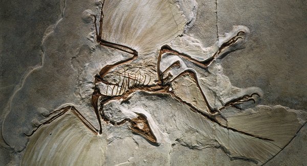Lg archaeopteryx fossil